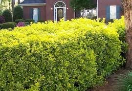 Golden Euonymus